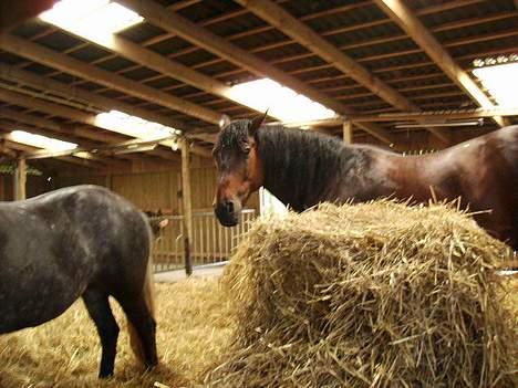 Anden særlig race San Antinio - HiHi .<3 billede 4