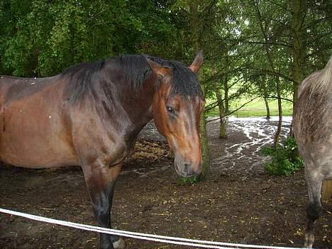 Anden særlig race San Antinio - Støn ... Reng ..? -.- billede 5