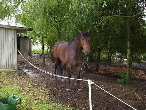 Anden særlig race San Antinio - <3 billede 6