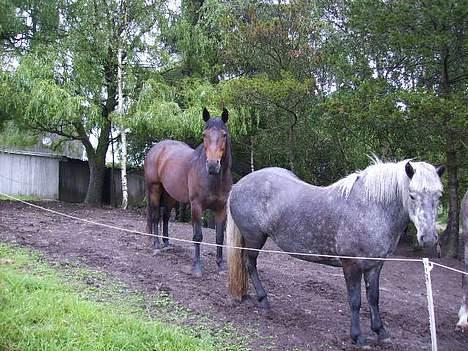 Anden særlig race San Antinio - <3 billede 7