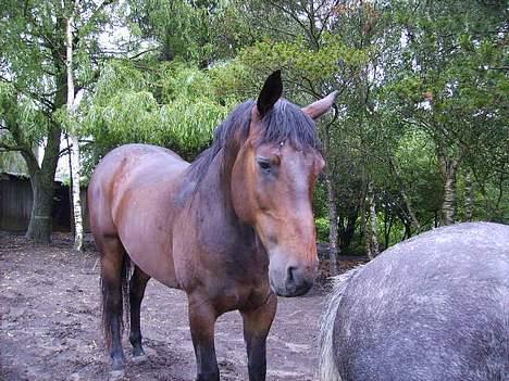 Anden særlig race San Antinio - <3 billede 8