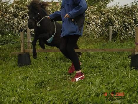Shetlænder Sorteper - heh ´ sjovt at springe :D billede 16