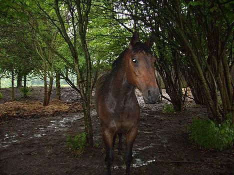 Anden særlig race San Antinio - <3 billede 9