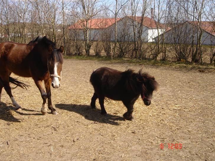 Shetlænder Sorteper - Lucas og Sorte. billede 17