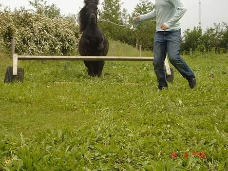 Shetlænder Sorteper - Og hóp billede 18