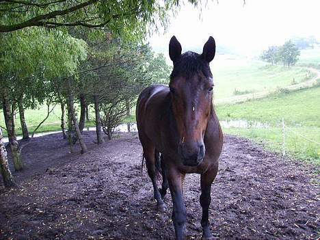 Anden særlig race San Antinio - <3 billede 10