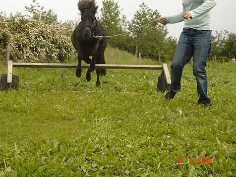 Shetlænder Sorteper - See jeg flyver 8) billede 19