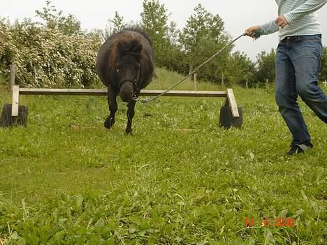 Shetlænder Sorteper - Og lande igen :b billede 20