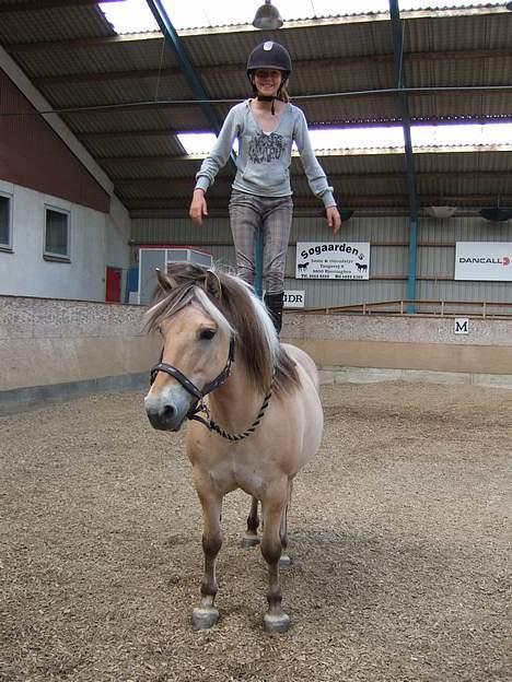 Fjordhest Trine Birkelund (Truntte) - Uhh det er lige før hun falder af heheh....© billede 4
