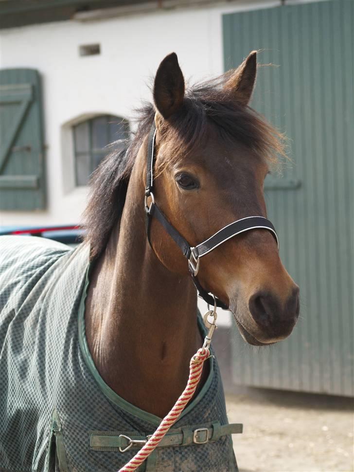 Anden særlig race Nicko - Dejlige Nicko! Hvor er han smuk! <3 billede 1