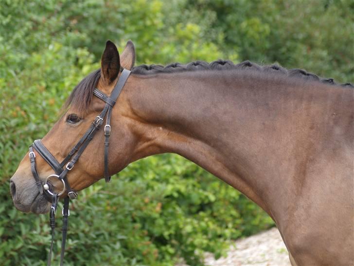 Anden særlig race Nicko - Smukke Nicko med sin flotte hals :D billede 2