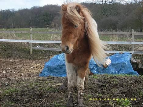 Shetlænder Elvis   - Elvis med vind i håret:-) billede 1