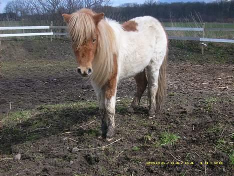 Shetlænder Elvis   - elvis billede 2
