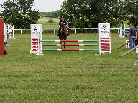 Anden særlig race Filur rakosi  solgt - lb på lor c stævne billede 14