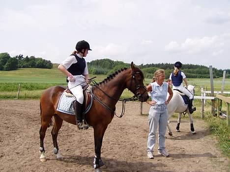 Anden særlig race Filur rakosi  solgt - ser lige bannen billede 15