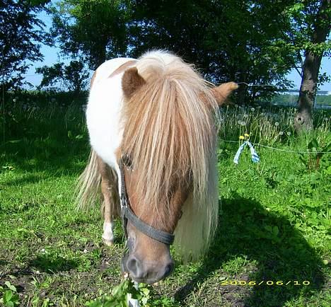 Shetlænder Elvis   - Elvis juni 2006 billede 3