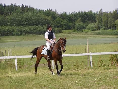 Anden særlig race Filur rakosi  solgt - ventet på de bibber billede 16