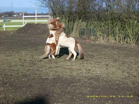 Shetlænder Elvis   - De 2 små drenge leger billede 4
