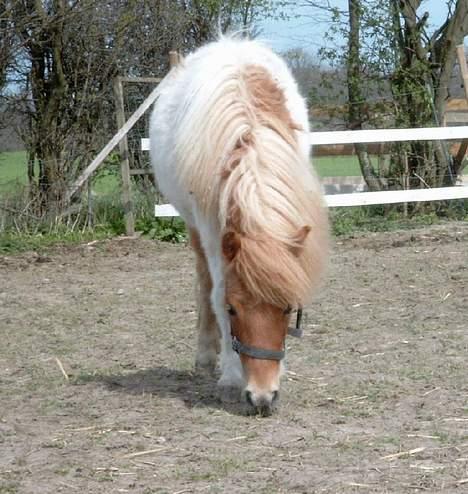 Shetlænder Elvis   - Elvis billede 5
