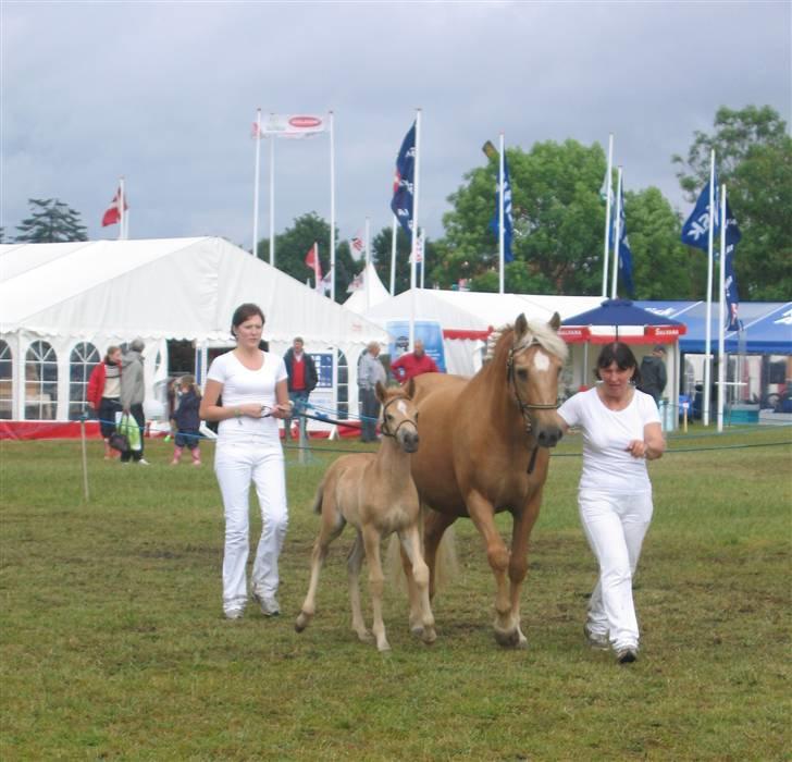 New Forest Stegstedgårds Frida - Friida & Filippa på dyrskuet <3 billede 4