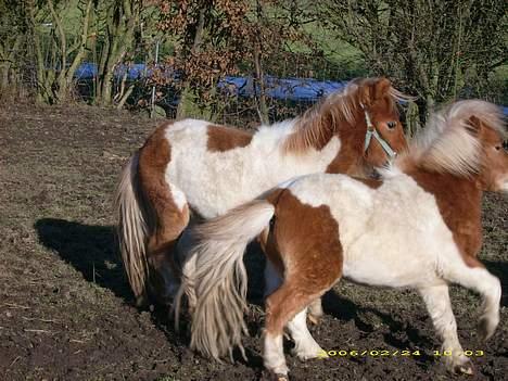 Shetlænder Tarzan billede 2