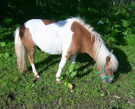 Shetlænder Tarzan billede 3