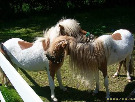 Shetlænder Tarzan billede 4