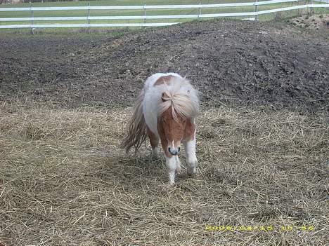Shetlænder Tarzan billede 5