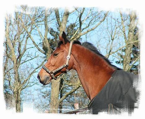 Dansk Varmblod <3 Simone Landlyst †07 - 12) Marts06: Lidt motion :D billede 11