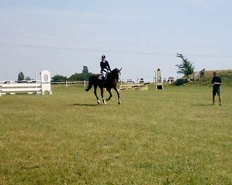 Dansk Varmblod NAPOLI - På vej igennem start i MB. Smukke hest! :) billede 11