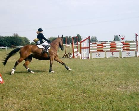 Dansk Varmblod NAPOLI - Omspringning i LA :) billede 13