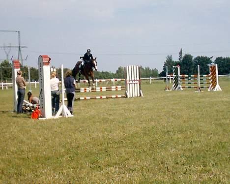 Dansk Varmblod NAPOLI - Omspring igen :) billede 14