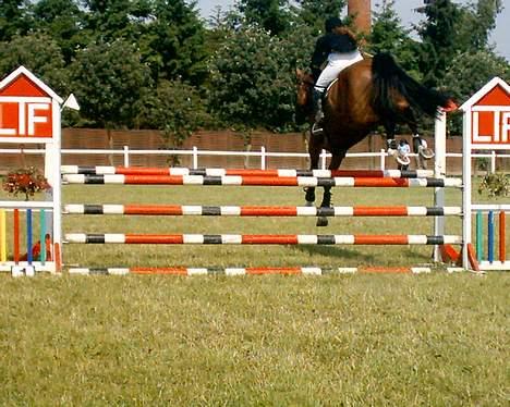 Dansk Varmblod NAPOLI - Når enden er god er alting godt :) billede 16