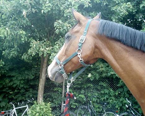 Dansk Varmblod NAPOLI - NYT: Napoli i dag (27/6) billede 17