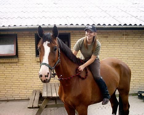 Dansk Varmblod NAPOLI - NYT: Mig og Napoli i dag på FYENS.(27/6) billede 18