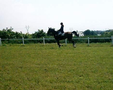 Dansk Varmblod NAPOLI - Taget to sekunder før at han desværre stoppede på en stor lodret og smed Christina af, hvilket ellers aldrig sker normalt.. :/ billede 19