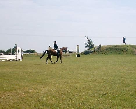 Dansk Varmblod NAPOLI - Smukke Napoli i LA :) Lige før de starter :) billede 20