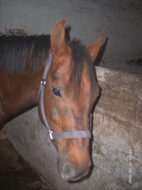 New Forest Sheridon - det er fra den dag jeg såå ham første gang!!!  billede 1