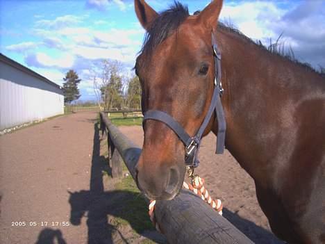 New Forest Sheridon - det er fra den dag jeg fik ham!!!! billede 2