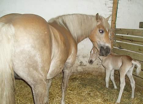 Haflinger Eizhia - hun fødte starlight tidlig morgen d. 19 juni 2006. her er det om eftermiddagen, samme dag billede 7