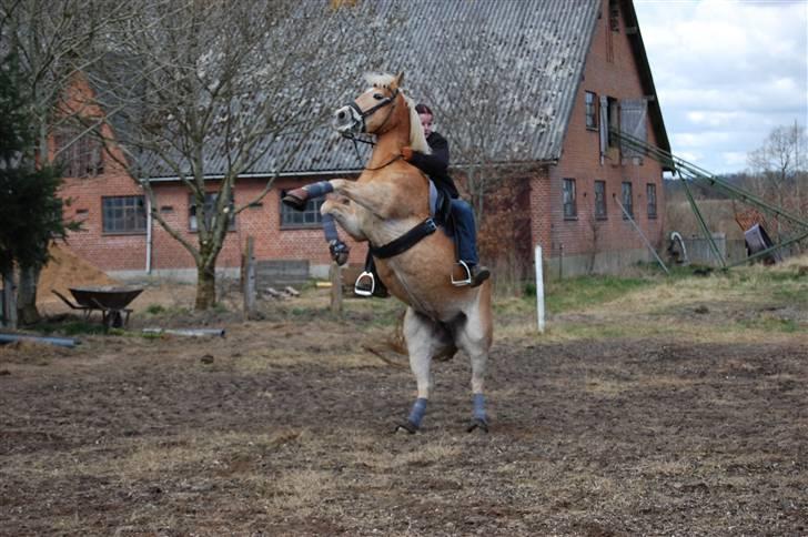 Haflinger Eizhia - sindsyg pony foto : victoria billede 8