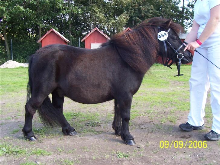 Shetlænder Shetti's Superior - Sylvester billede 1