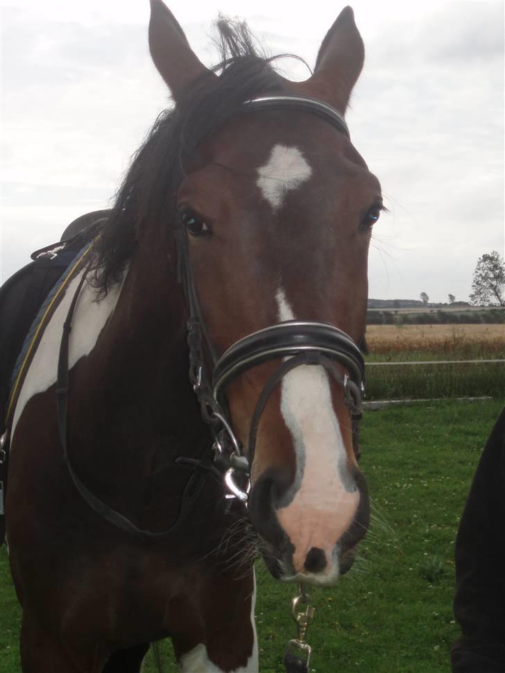 Pinto Korshøjs Wholly Cæsar - Smukke Cæsar d. 25 juli billede 1