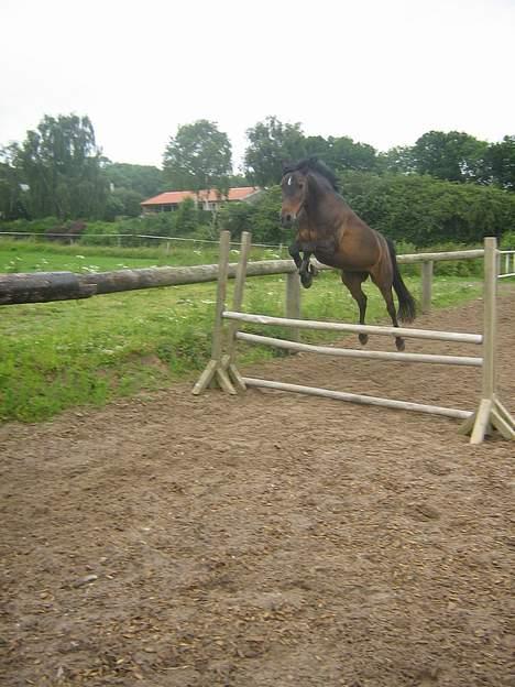 Anden særlig race Dark Beauty - Dark Beauty springer løsspring:D Trods at hun er en gammel tøs så kan hun godt endnu:D billede 18