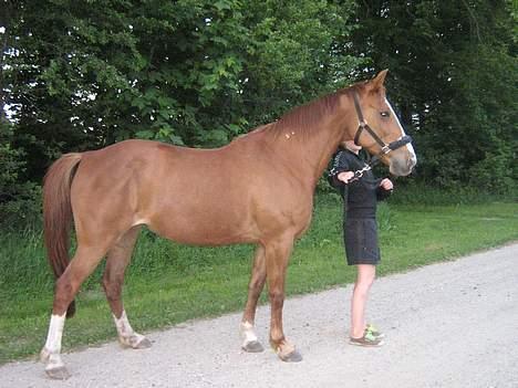 Traver Unique Kørup - Lige på vej hjem fra hingst. billede 1