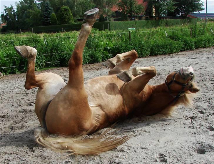 Haflinger            Amadeus - første dag hjemme på sommerferie. billede 1