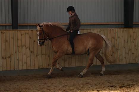 Haflinger            Amadeus - NYT galop på AAHR den 14/5 2007 :)foto: lasse L billede 10