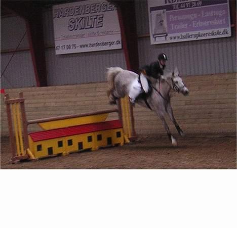 Anden særlig race Silver Star billede 8