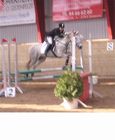 Anden særlig race Silver Star billede 9