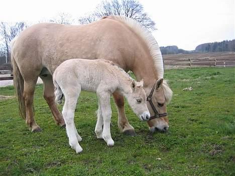 Fjordhest Casus - solgt :'( - Her er han ude med sin mor, den dag han blev født, D. 23/4 billede 4